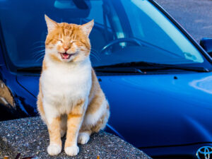 chat-qui-stress-voiture