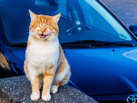 Bien préparer un long voyage en voiture avec son chat