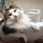 signe-stress-chat
