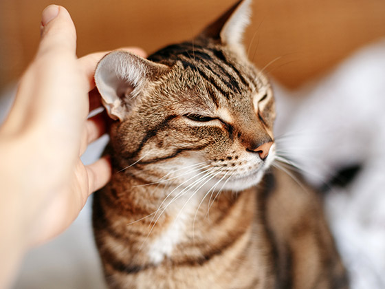 Stress chez le chat : comment reconnaître un chat stressé ?