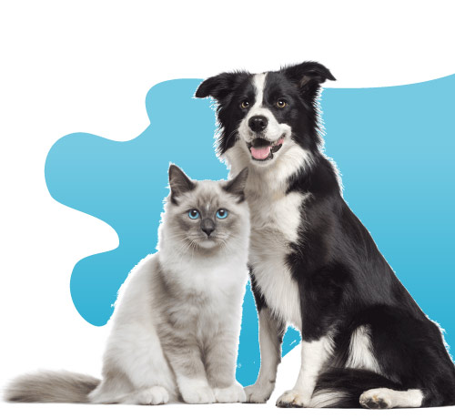 Zylkene Aliment Complementaire Pour Chat Et Chien Craintif