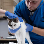 chat-peur-veterinaire