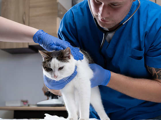 chat-peur-veterinaire