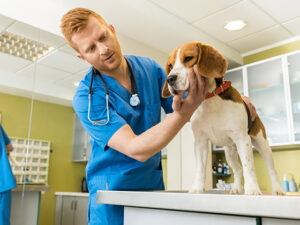 chien-peur-veterinaire