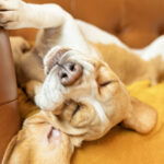 Chien beagle endormi sur un canapé : illustration problèmes de peau et otite