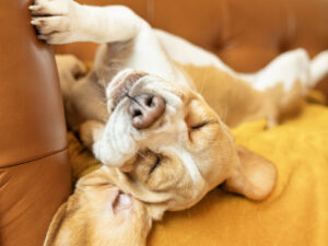 Chien beagle endormi sur un canapé : illustration problèmes de peau et otite