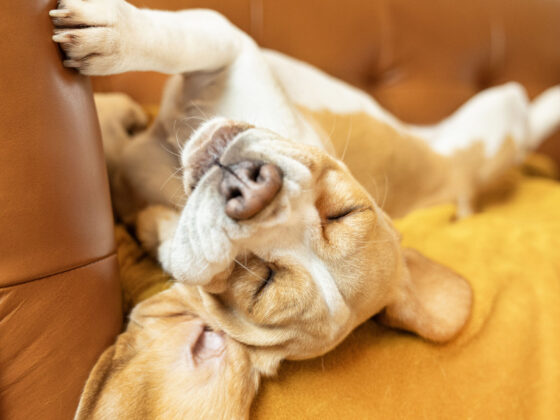 Chien beagle endormi sur un canapé : illustration problèmes de peau et otite