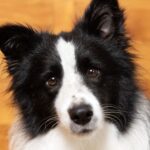 BorderCollie qui a peur et qui pleure, signe de stress