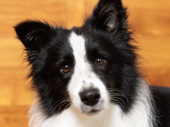 BorderCollie qui a peur et qui pleure, signe de stress
