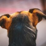 Oreilles en arrière chien