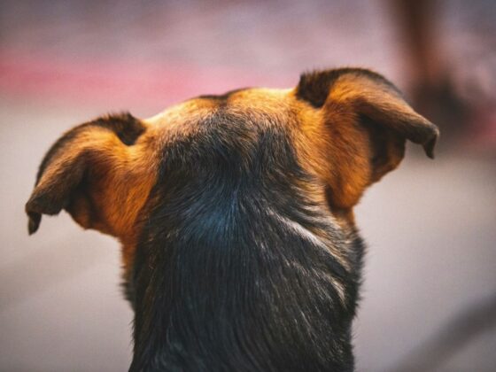 Oreilles en arrière chien
