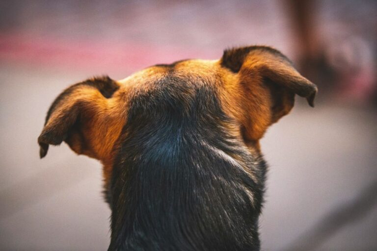 Oreilles en arrière chien