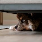 chien qui se cache sous le lit