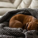 chien recroquevillé dans une couverture, anxieux