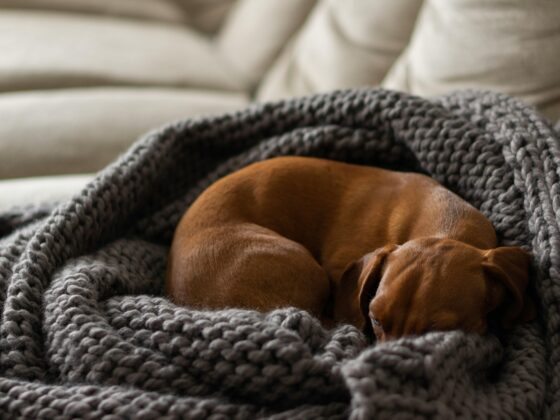 chien recroquevillé dans une couverture, anxieux